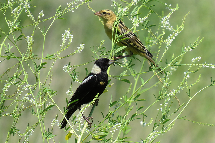 birds at Hawk Hollow